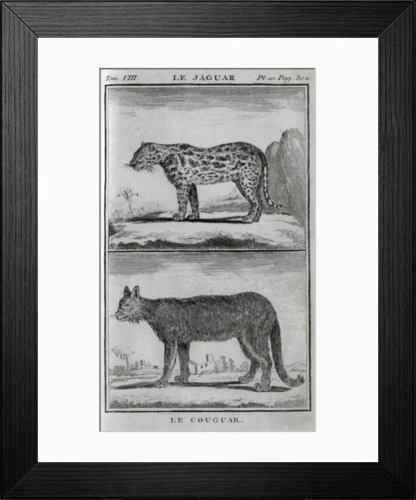 Framed Print : A cougar and a jaguar Framed Print : A cougar and a jaguar