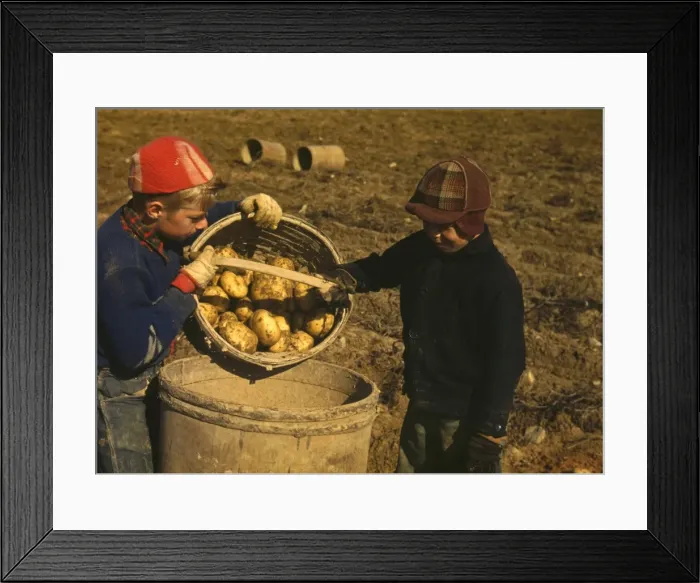Framed Print : Children gathering potatoes on a large farm, vicinity of Car Framed Print : Children gathering potatoes on a large farm, vicinity of Car