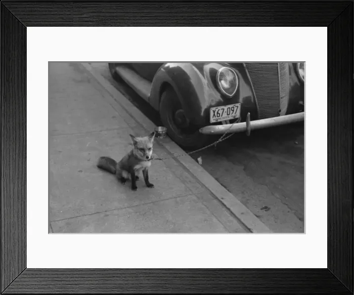 Framed Print : Fox chained to automobile. Moorehead, Minnesota Framed Print : Fox chained to automobile. Moorehead, Minnesota