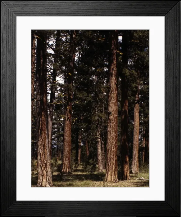 Framed Print : Stand of virgin ponderosa pine, Malheur National Forest, Gra Framed Print : Stand of virgin ponderosa pine, Malheur National Forest, Gra