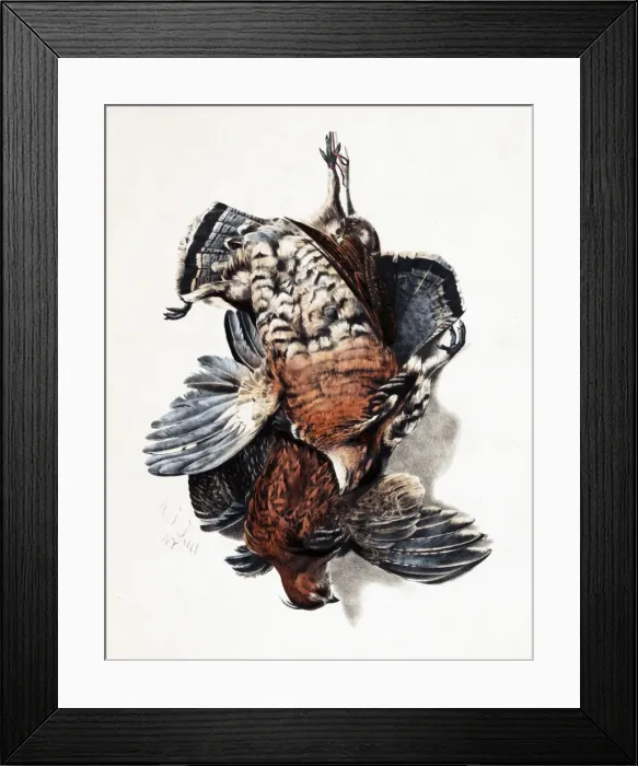 Framed Print : American Feathered Game Framed Print : American Feathered Game