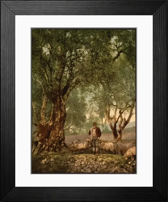 Framed Print : Shephard with flock in olive grove, Mentone, Riveria Framed Print : Shephard with flock in olive grove, Mentone, Riveria