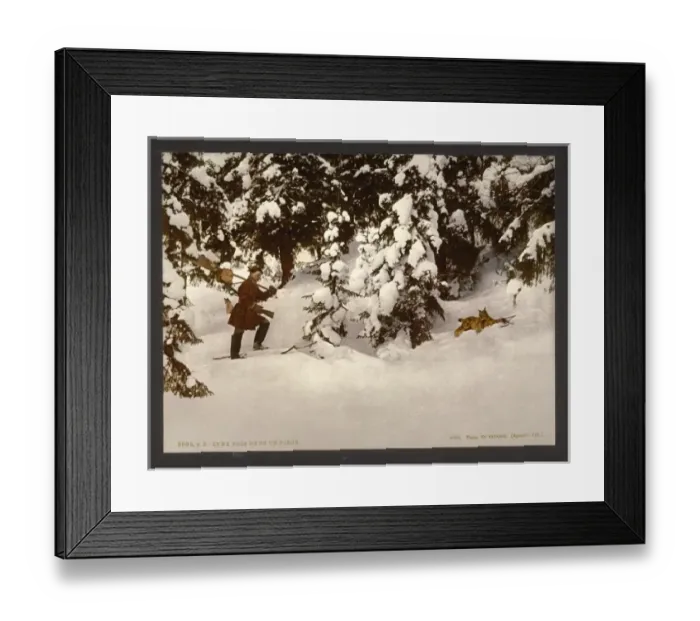 Framed Print : Trapping lynx, Russia Framed Print : Trapping lynx, Russia
