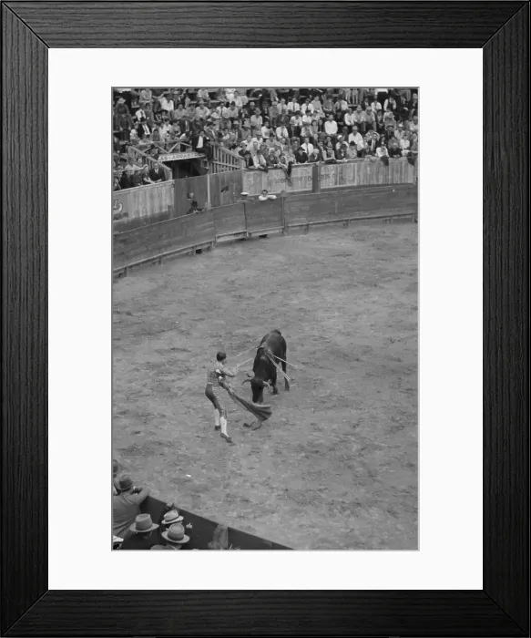 Framed Print : Placing the sword for the kill, bullfight, Matomoros, Mexico Framed Print : Placing the sword for the kill, bullfight, Matomoros, Mexico