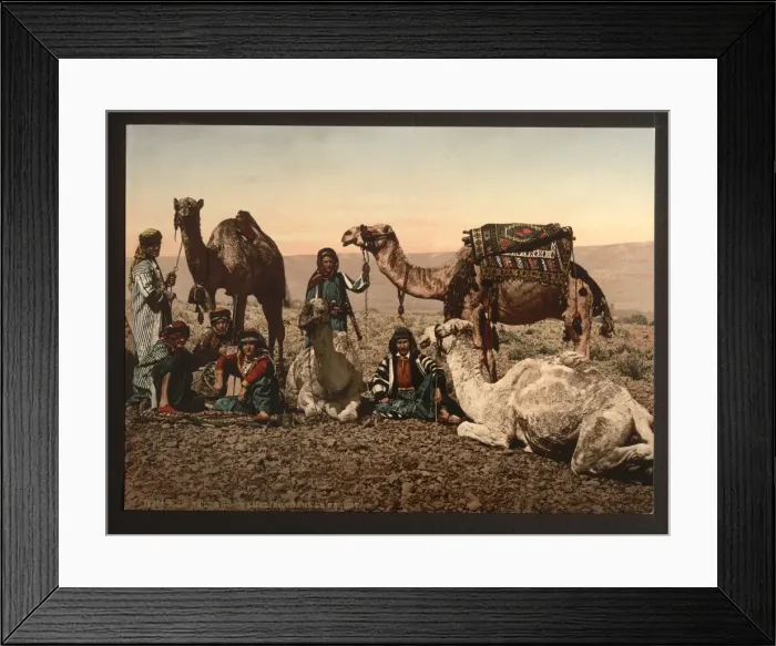 Framed Print : Camels halting in the desert, Holy Land Framed Print : Camels halting in the desert, Holy Land