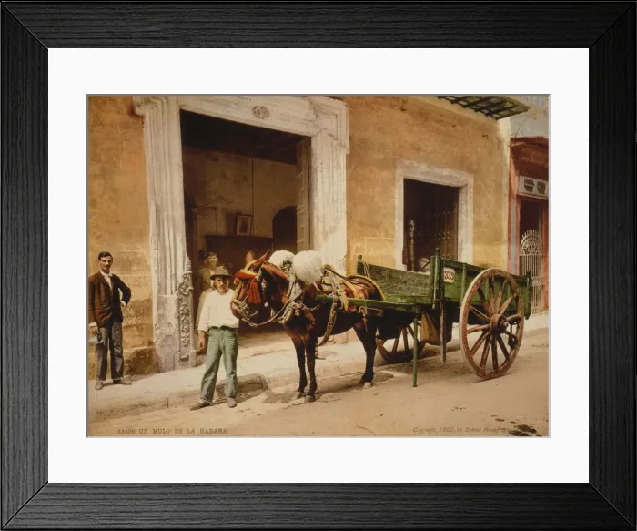Framed Print : Un mulo de la Habana Framed Print : Un mulo de la Habana