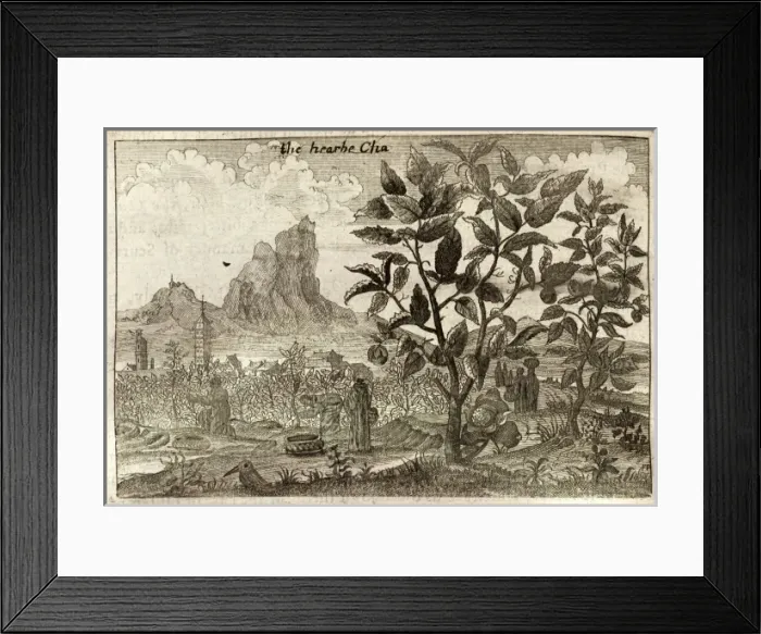 Framed Print : A tea plant, and workers harvesting tea - China Framed Print : A tea plant, and workers harvesting tea - China