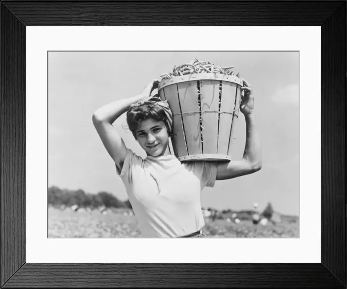Framed Print : Italian day laborer with basket of beans she has just picked Framed Print : Italian day laborer with basket of beans she has just picked