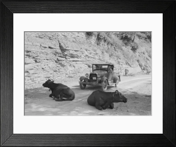 Framed Print : One of the hazards of driving over Kentucky mountain roads Framed Print : One of the hazards of driving over Kentucky mountain roads