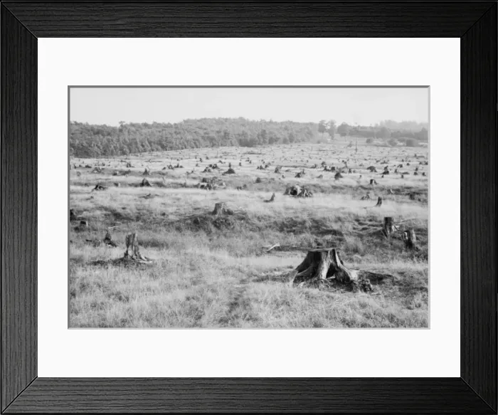 Framed Print : Cut-over, Garrett County, Maryland Framed Print : Cut-over, Garrett County, Maryland