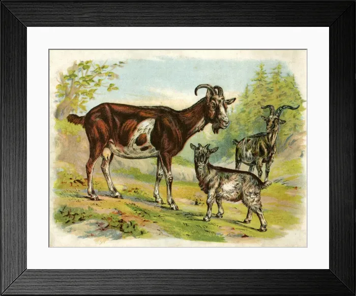 Framed Print : Two goats and a kid Framed Print : Two goats and a kid