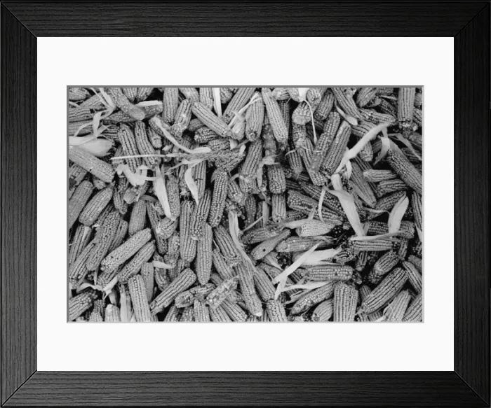 Framed Print : Corn, Kansas Framed Print : Corn, Kansas