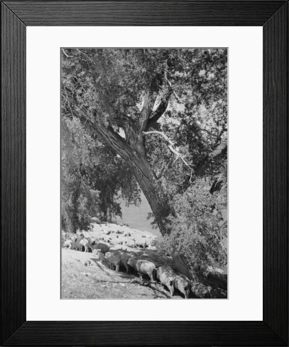 Framed Print : Sheep watering at Madison River, Montana Framed Print : Sheep watering at Madison River, Montana