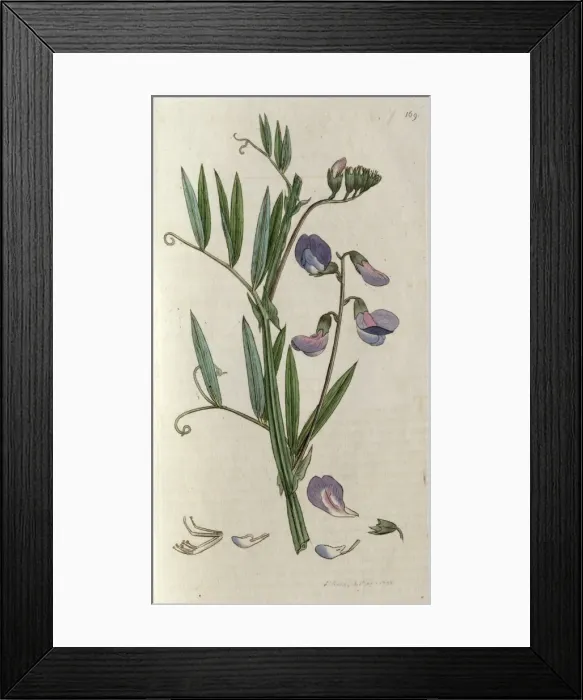 Framed Print : Everlasting sweetpea Framed Print : Everlasting sweetpea