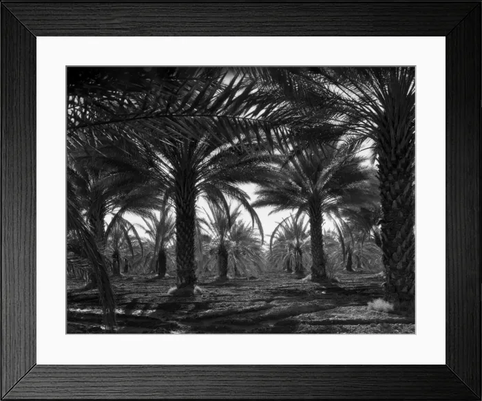 Framed Print : Date palms. Coachella Valley, California Framed Print : Date palms. Coachella Valley, California