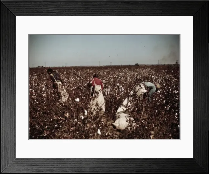 Framed Print : Day-laborers picking cotton near Clarksdale, Miss Framed Print : Day-laborers picking cotton near Clarksdale, Miss