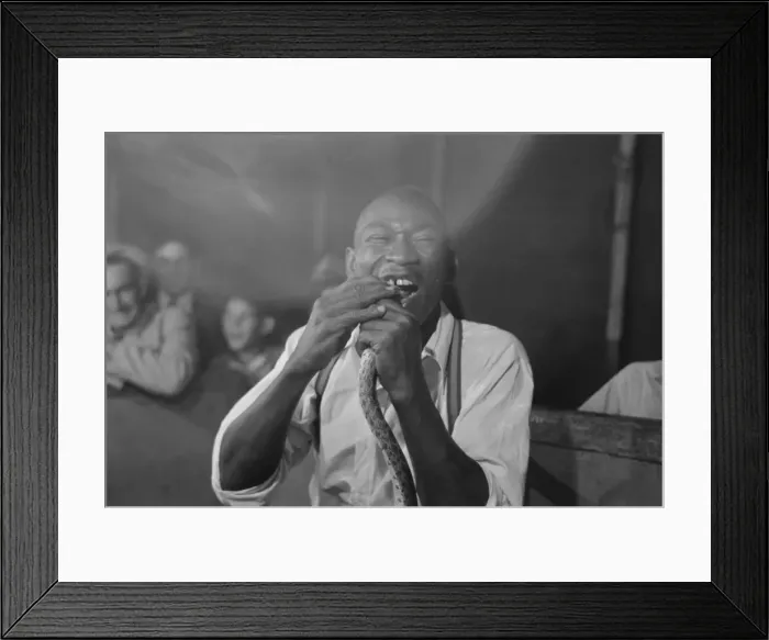 Framed Print : Man biting snake at sideshow, state fair, Donaldsonville, Lo Framed Print : Man biting snake at sideshow, state fair, Donaldsonville, Lo