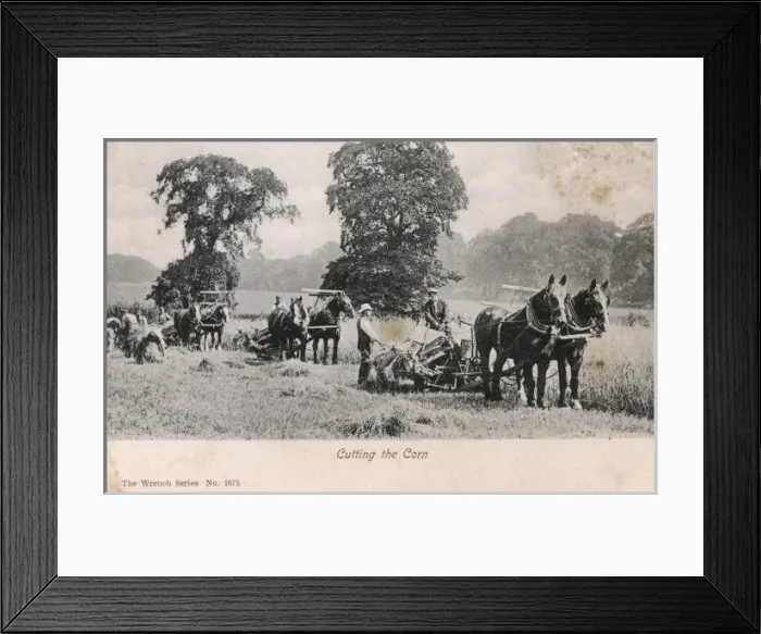 Framed Print : Farmers cutting he corn horse-drawn harvesters Framed Print : Farmers cutting he corn horse-drawn harvesters