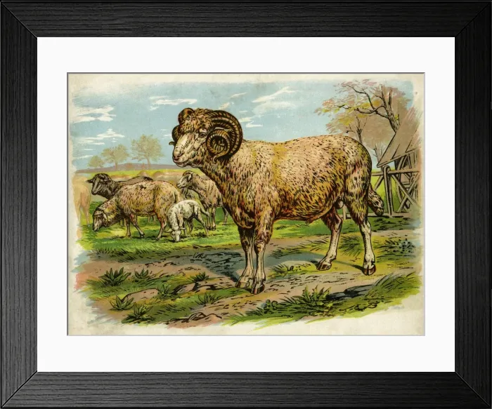 Framed Print : Sheep and lambs in a field Framed Print : Sheep and lambs in a field