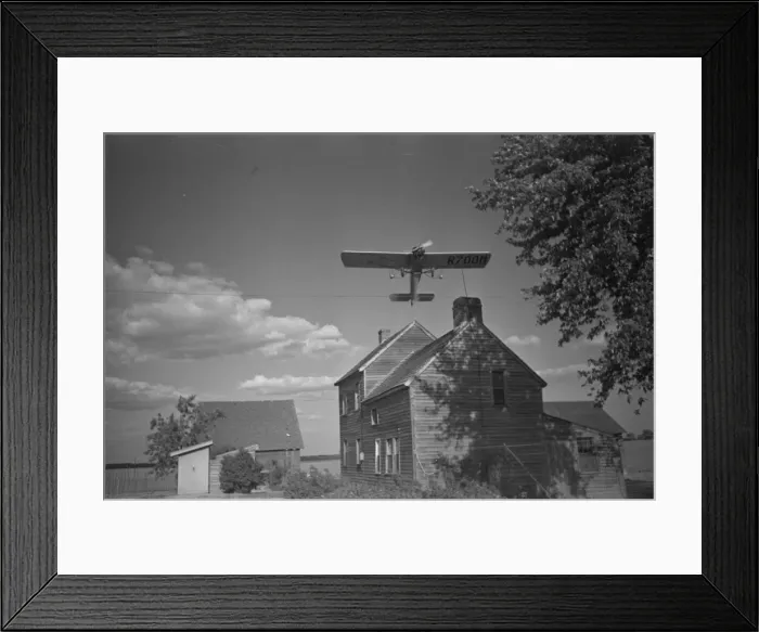 Framed Print : Dusting plane hedge-hopping after spraying swath on beanfiel Framed Print : Dusting plane hedge-hopping after spraying swath on beanfiel