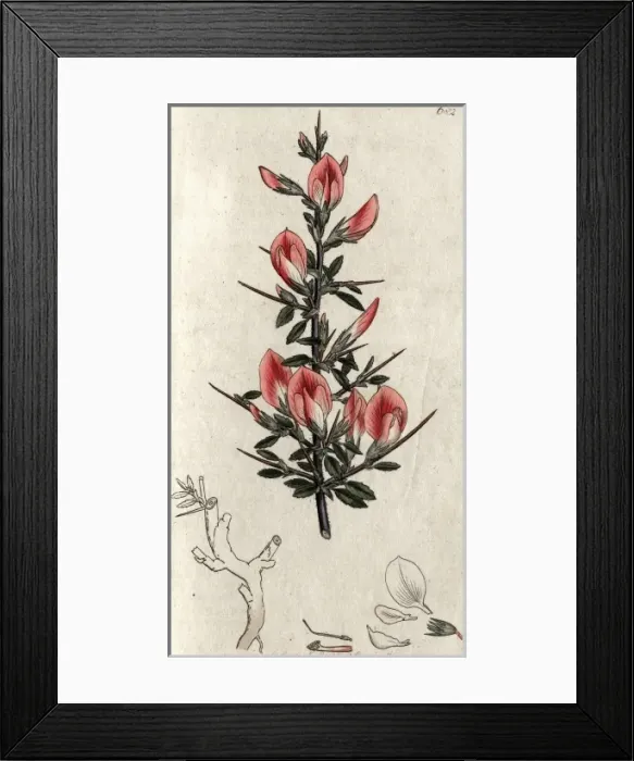 Framed Print : Red harrow Framed Print : Red harrow