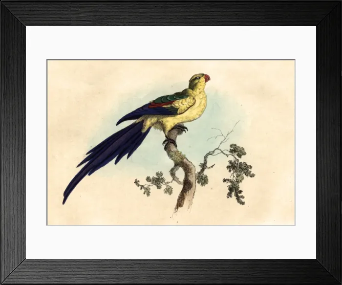 Framed Print : Paloeornis melanura or Black tailed paraquet Framed Print : Paloeornis melanura or Black tailed paraquet