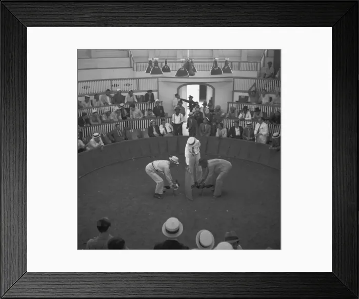 Framed Print : The beginning of the cock fight Framed Print : The beginning of the cock fight