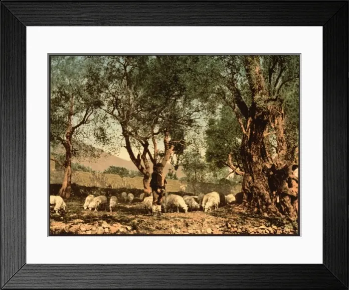 Framed Print : Shephard tending sheep in olive grove, Mentone, Riviera