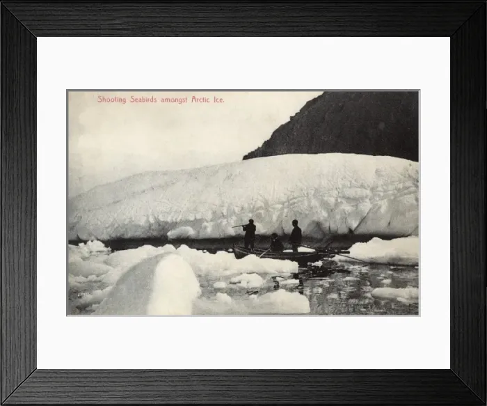 Framed Print : Shooting seabirds - Newfoundland Framed Print : Shooting seabirds - Newfoundland