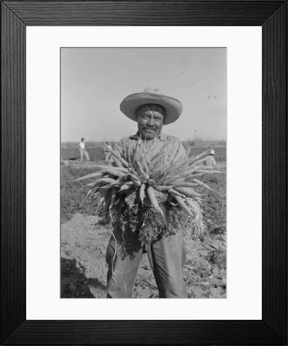 Framed Print : Mexican carrot worker. Edinburg, Texas Framed Print : Mexican carrot worker. Edinburg, Texas