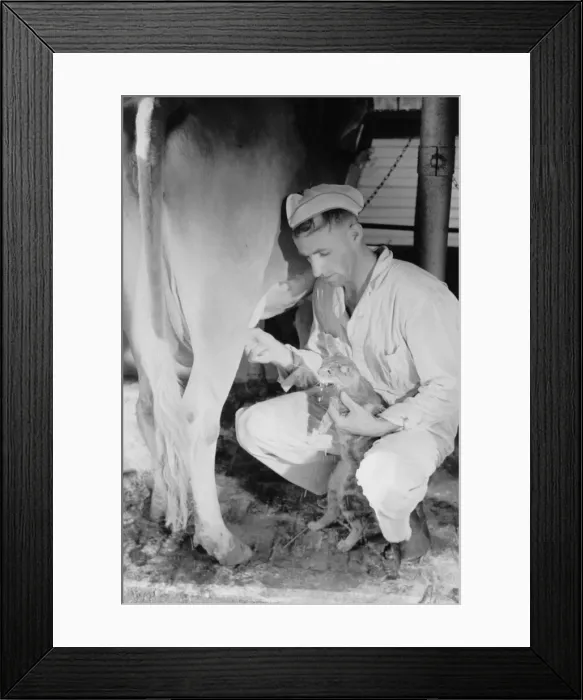 Framed Print : Milker gives pet cat some milk direct from cow, Brandtjen Da Framed Print : Milker gives pet cat some milk direct from cow, Brandtjen Da