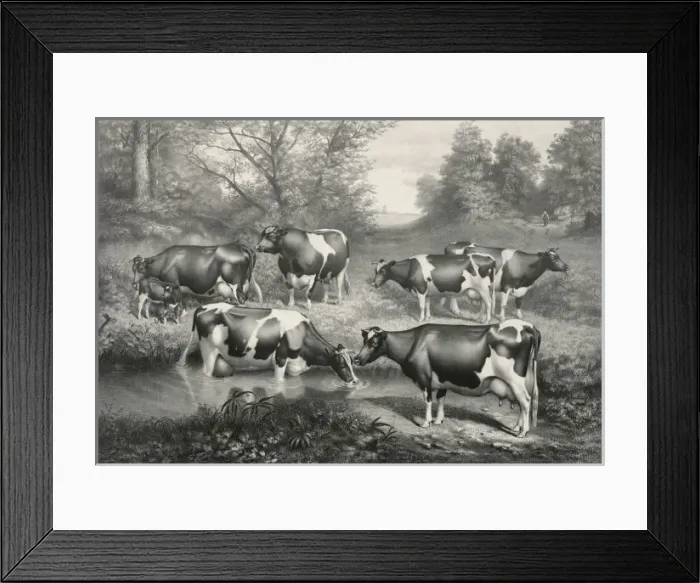 Framed Print : Holstein-Friesian cattle of the Brookbank herd. Iowa City, I Framed Print : Holstein-Friesian cattle of the Brookbank herd. Iowa City, I