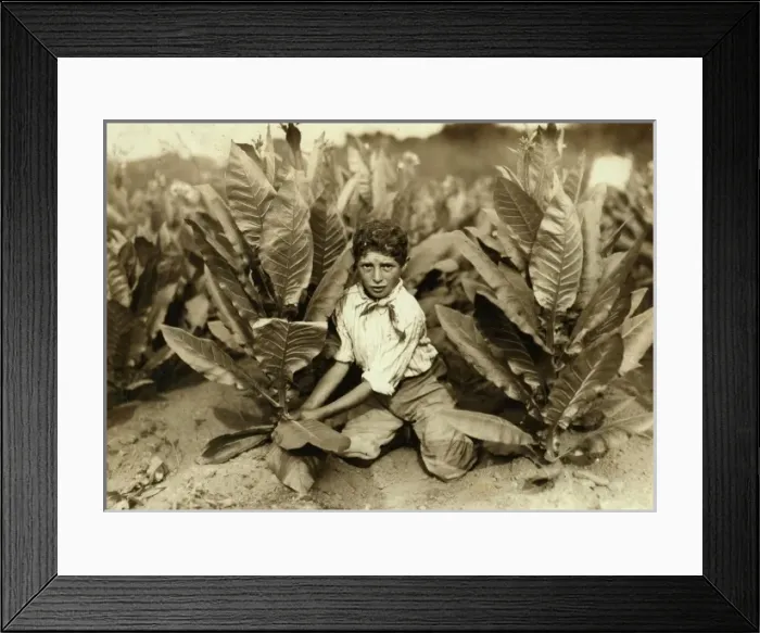 Framed Print : 10 yr. old picker on Gildersleeve Tobacco Farm. Location: G