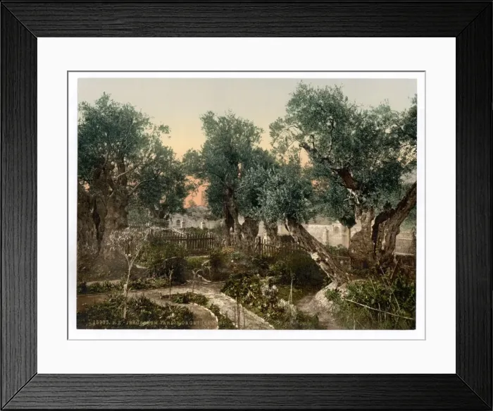 Framed Print : Garden of Gethsemane, Jerusalem, Holy Land