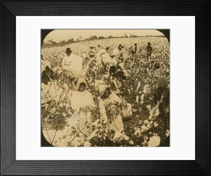 Framed Print : A picture of a cotton field Framed Print : A picture of a cotton field