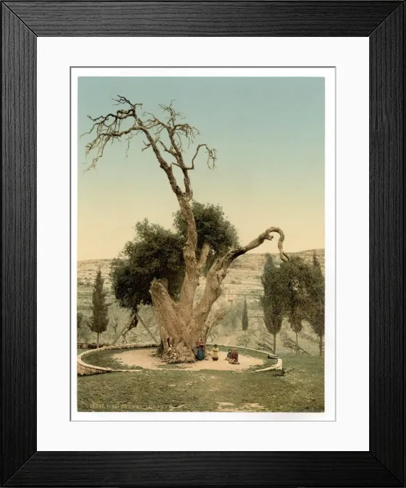 Framed Print : Abrahams tree Mamreh, Hebron, Holy Land, (i. e. West Bank) Framed Print : Abrahams tree Mamreh, Hebron, Holy Land, (i. e. West Bank)