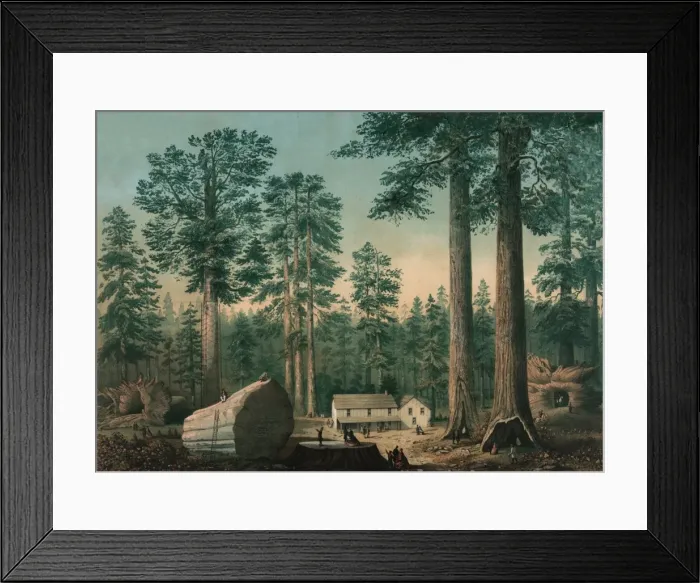 Framed Print : The mammoth trees (Sequoia gigantea), California (Calaveras Framed Print : The mammoth trees (Sequoia gigantea), California (Calaveras