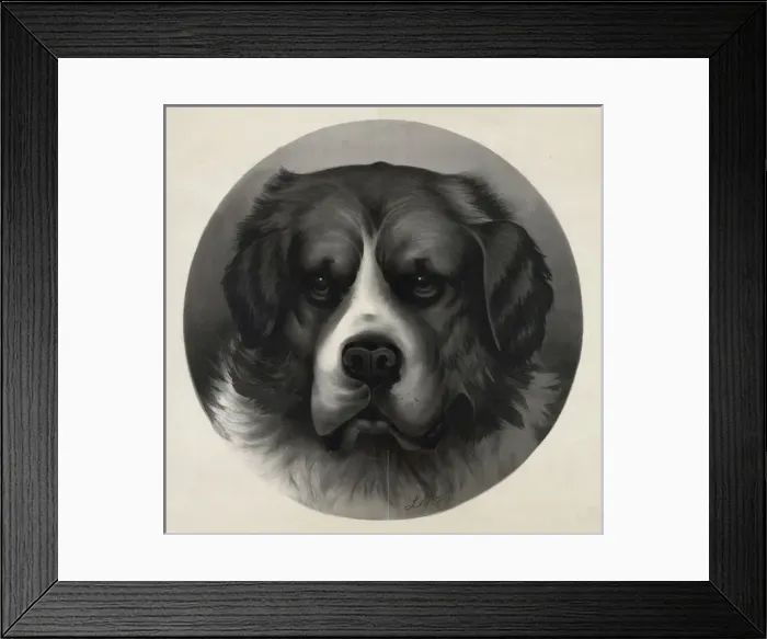 Framed Print : Bird dog - Bruno, 5 Framed Print : Bird dog - Bruno, 5