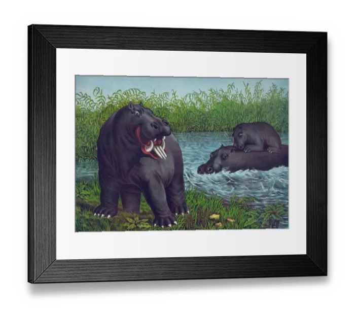 Framed Print : The hippototamus Framed Print : The hippototamus