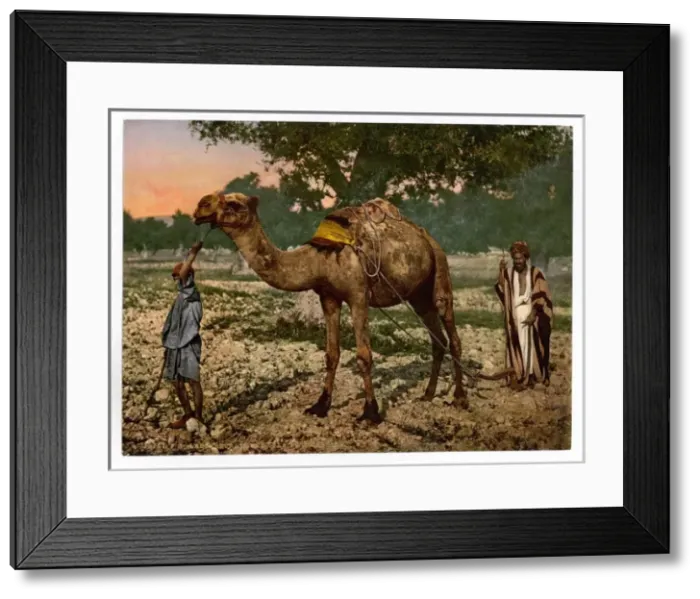 Framed Print : Laborers, Plain of Esdraelon, Holy Land, (i. e. Plain of Jez Framed Print : Laborers, Plain of Esdraelon, Holy Land, (i. e. Plain of Jez