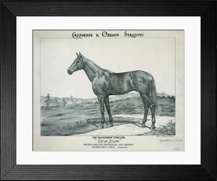 Framed Print : The Electioneer stallion, Palo Alto Framed Print : The Electioneer stallion, Palo Alto