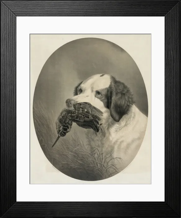 Framed Print : The setter of duty Framed Print : The setter of duty