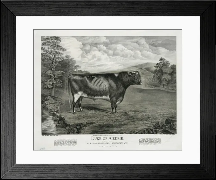 Framed Print : Duke of Airdrie Framed Print : Duke of Airdrie
