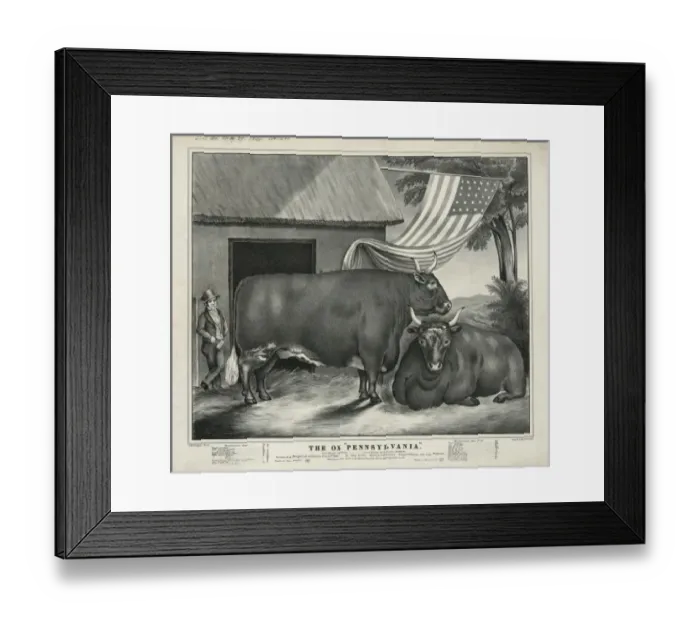 Framed Print : The ox Pennsylvania Framed Print : The ox Pennsylvania