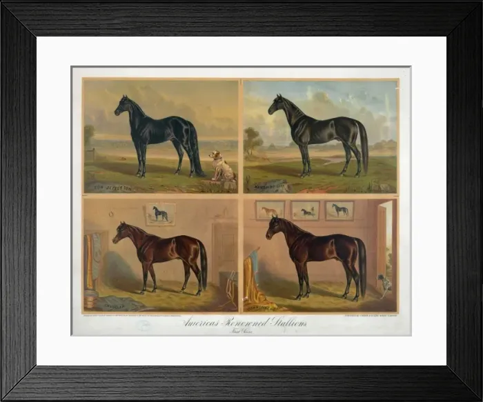 Framed Print : Americas renowned stallions Framed Print : Americas renowned stallions