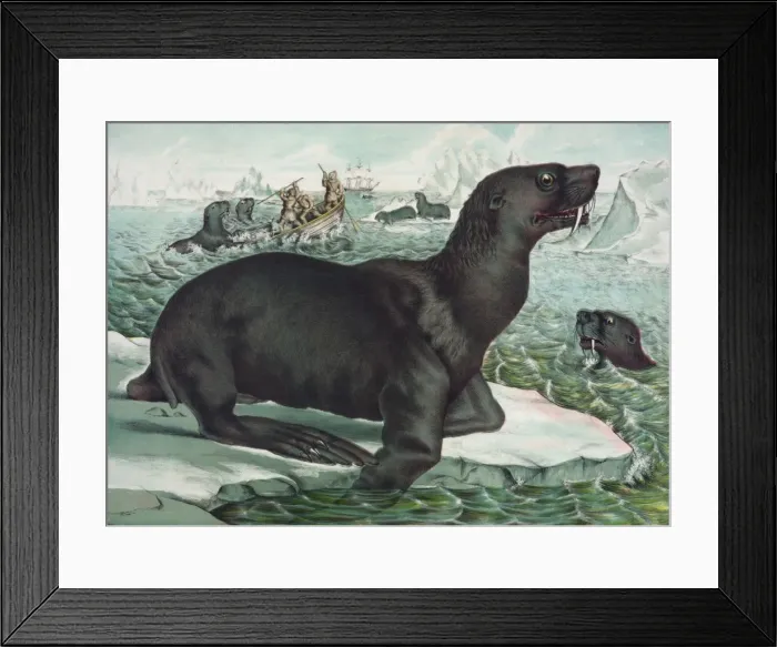 Framed Print : The sea lion Framed Print : The sea lion