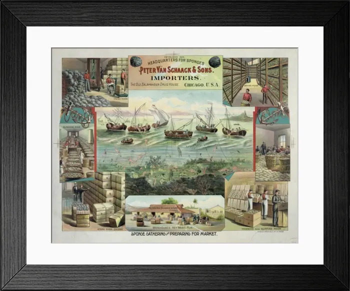 Framed Print : Sponge gathering and preparing for market Framed Print : Sponge gathering and preparing for market