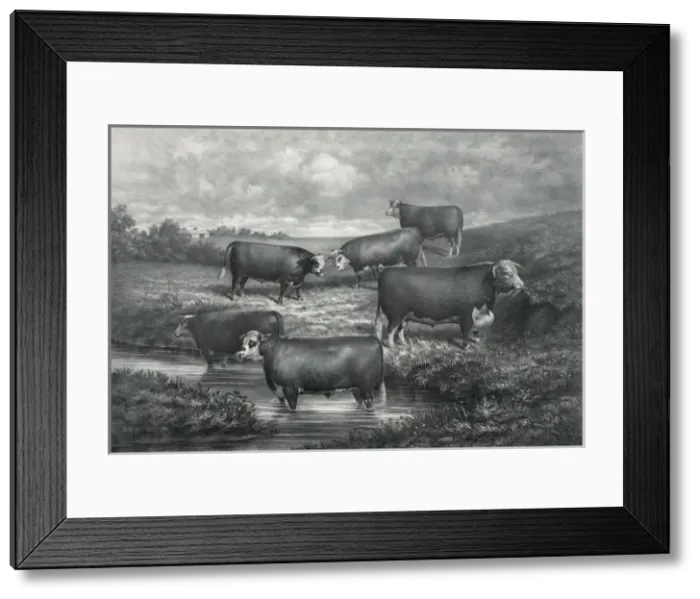 Framed Print : Sir Bartle group of yearling grade hereford steers and their Framed Print : Sir Bartle group of yearling grade hereford steers and their