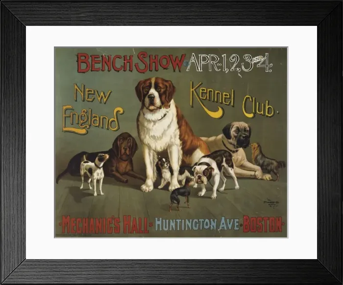 Framed Print : Bench show. New England Kennel Club Framed Print : Bench show. New England Kennel Club
