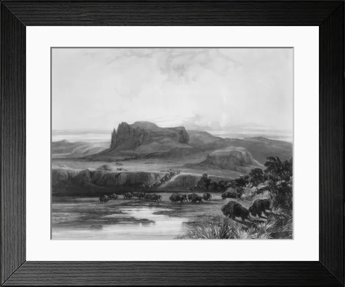 Framed Print : Herd of Bisons on the upper Missouri Framed Print : Herd of Bisons on the upper Missouri